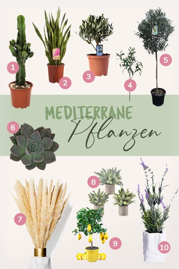 Mediterrane Pflanzen